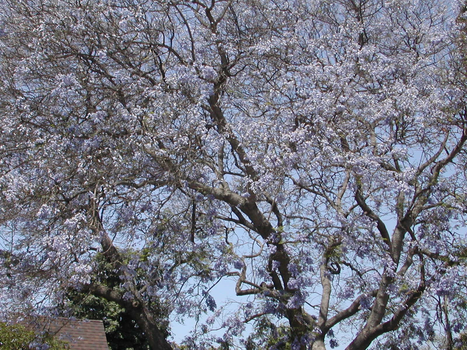 jacarandabranches.jpg