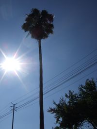 Wla_palm Wla_palm