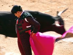 Bull_fighter