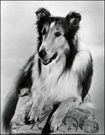 Lassie