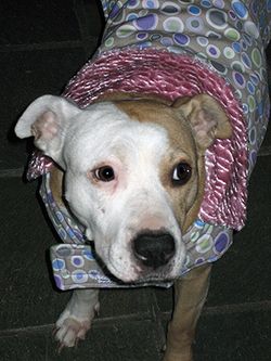 Daisycoat
