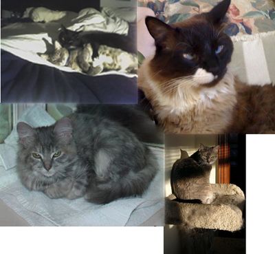 Dgcats09