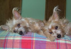 Mabel and Evie Dogs