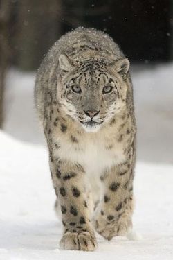 Snow_leopard_2