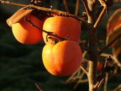 Persimmon