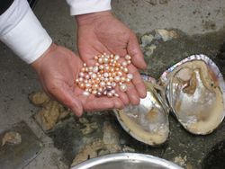 Dave Bing showing pearls from Chinese freshwater mussel, pg. 111