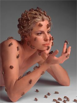 Contemplation-cicada