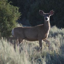 Mule-deer